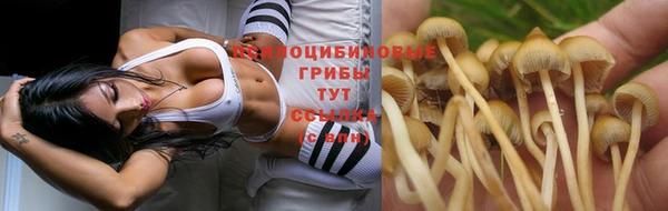 ешки Аркадак